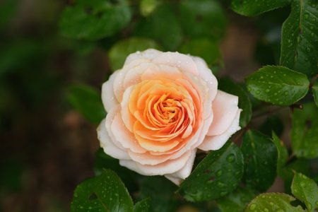 XH2F0110.jpg XH2F0110.jpg