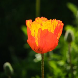 XH2F9479.jpg XH2F9479.jpg