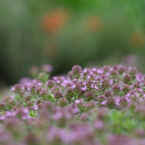 XH2F9650.jpg XH2F9650.jpg