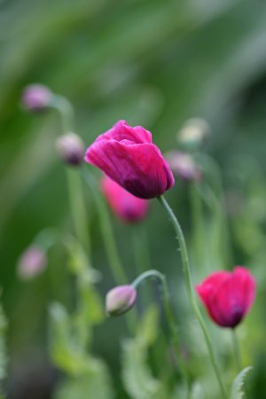 XH2F9832.jpg XH2F9832.jpg