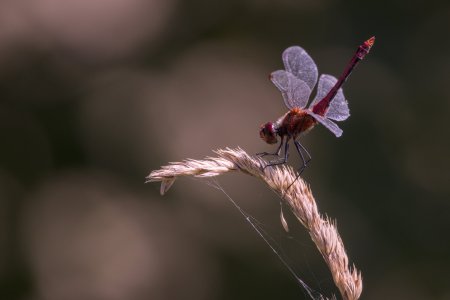 2024-07-30_EOS R7_0038__Libelle.jpg