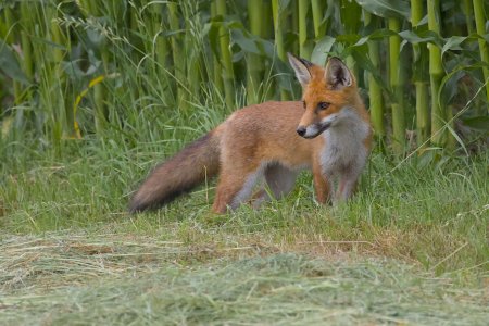 2024-08-01_EOS R7_0461_Fuchs.jpg