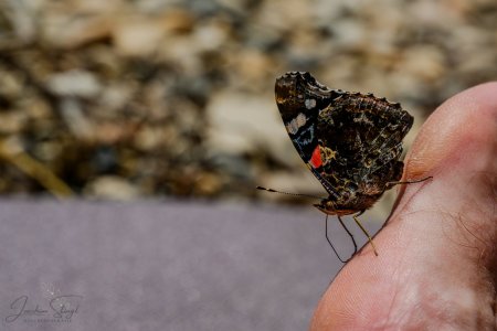 DSC_6126-Verbessert-RR_klein.jpg DSC_6126-Verbessert-RR_klein.jpg