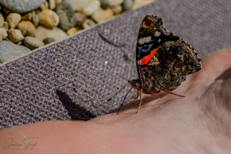 DSC_6128-Verbessert-RR_klein.jpg DSC_6128-Verbessert-RR_klein.jpg