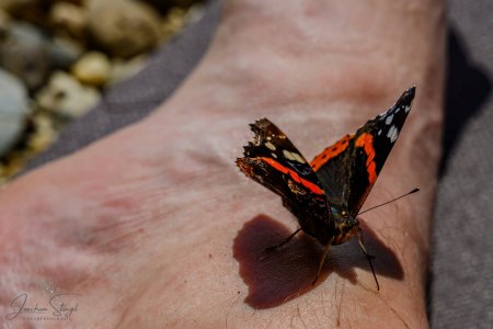 DSC_6129-Verbessert-RR_klein.jpg DSC_6129-Verbessert-RR_klein.jpg