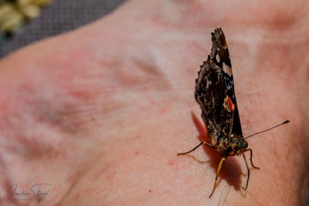 DSC_6131-Verbessert-RR_klein.jpg DSC_6131-Verbessert-RR_klein.jpg