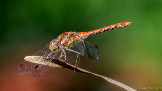 OM124094.jpg OM124094.jpg