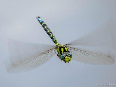 OM125430.jpg OM125430.jpg