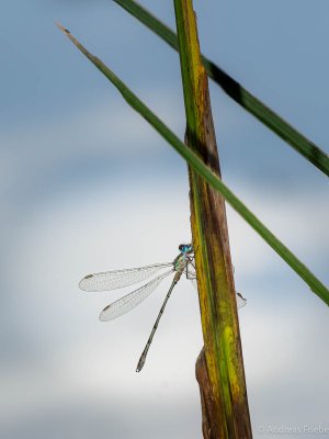 OM127338-Bearbeitet.jpg OM127338-Bearbeitet.jpg