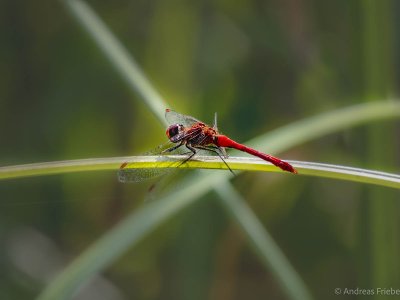 OM127029-Bearbeitet.jpg OM127029-Bearbeitet.jpg