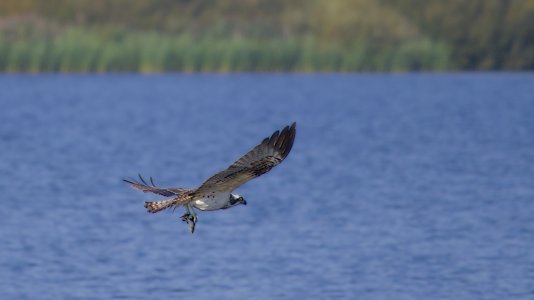 2024-09-21_EOS R7_0216_Fischalder.jpg