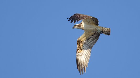 2024-09-21_EOS R7_0324_Fischadler.jpg