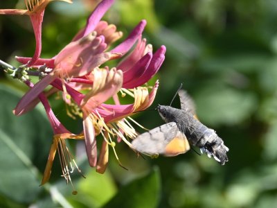 _EH70425b.jpg _EH70425b.jpg