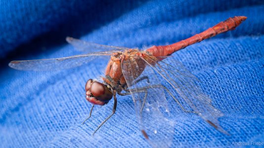 OM127671-Verbessert-RR-Bearbeitet.jpg OM127671-Verbessert-RR-Bearbeitet.jpg