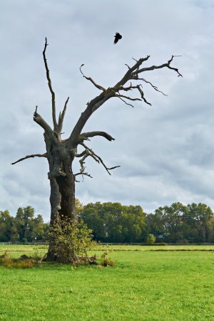 2024-10-06  RENNTAG  SCHEIBENHOLZ_DSC0297.jpg