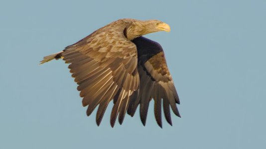 2024-09-29_EOS R7_0188_Seeadler_upscayl_3x_realesrgan-x4plus.jpg