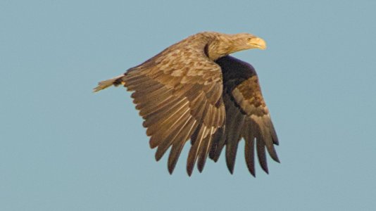 2024-09-29_EOS R7_0188_Seeadler-vorher-CROP.jpg