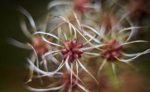 Rankende Waldrebe.jpeg