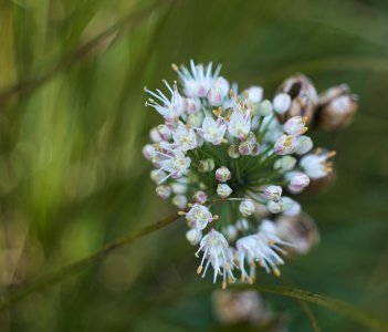 Wohlriechender Lauch.jpg