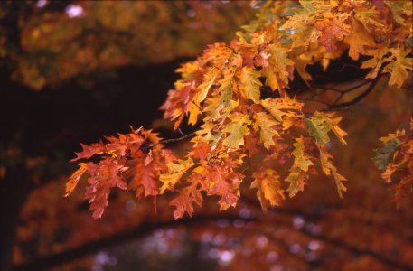 Stadtwald Vario-Sonnar.jpg Stadtwald Vario-Sonnar.jpg