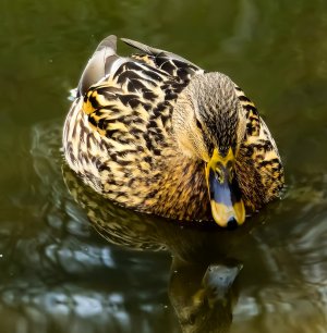 20250205_124225_1 (3).jpg