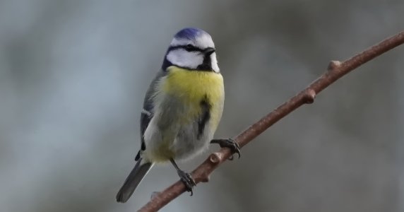 MaiseMaise auf AstMaise 24.02.25-denoise-sharpen-upscale-1.7x-crop.jpeg