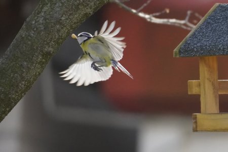 Maise im Flug_DSC5210-sharpen-denoise-crop.jpeg