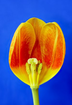 01-tulpe.jpg