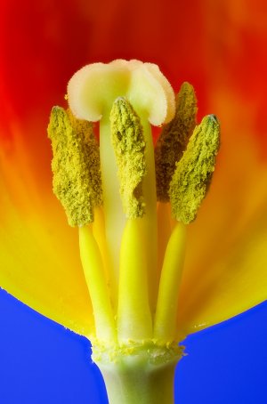 02-tulpe.jpg