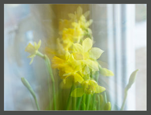 narzissen.jpg