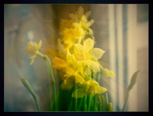 narzissen-bearbeitet.jpg