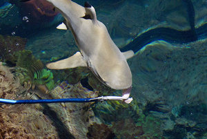 alimentacion tuberon-1for.jpg alimentacion tuberon-1for.jpg