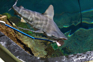 alimentacion tuberon-3for.jpg alimentacion tuberon-3for.jpg