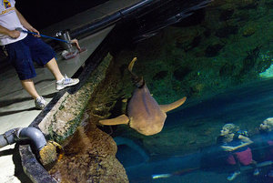 alimentacion tuberon-5for.jpg alimentacion tuberon-5for.jpg