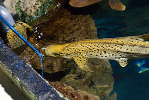 alimentacion tuberon-6for.jpg alimentacion tuberon-6for.jpg