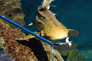 alimentacion tuberon-7for.jpg alimentacion tuberon-7for.jpg