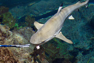 alimentacion tuberon-2for.jpg alimentacion tuberon-2for.jpg