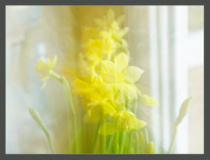narzissen2.jpg