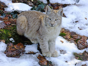 DSCF2935-1000.jpg DSCF2935-1000.jpg