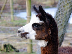 DSCF2961-1000.jpg DSCF2961-1000.jpg