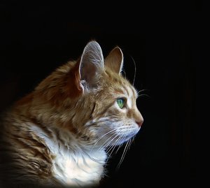 comp_molli-wartend_s1 Kopie.jpg