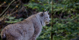 luchs.jpg luchs.jpg