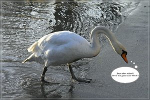 Schwan2-Schwan-SD10 - IMG09886.jpg