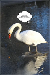 Schwan2-Schwan-SD10 - IMG09885.jpg