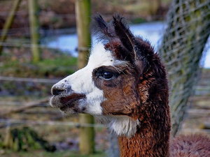 DSCF2961-1000.jpg DSCF2961-1000.jpg