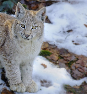 wildkatze1.jpg wildkatze1.jpg