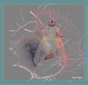 Fliege auf Anemone 2a.jpg