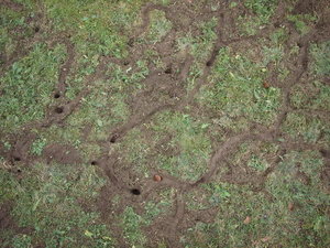 mauswege1_Bildgröße ändern.JPG mauswege1_Bildgröße ändern.JPG