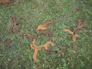 mauswege3_Bildgröße ändern.JPG mauswege3_Bildgröße ändern.JPG