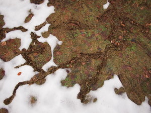 mauswege5_Bildgröße ändern.JPG mauswege5_Bildgröße ändern.JPG